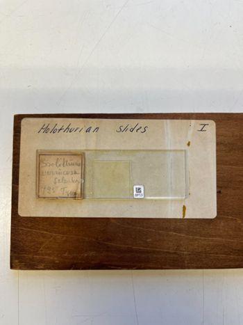 Media type: image;   Invertebrate Zoology HOL-735 Description: Photograph of microscope slide and handwritten label.;  Aspect: slide